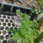 Sedum mendozae 叶