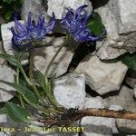 Phyteuma sieberi Hábito