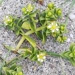 Honckenya peploides Blüte