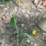 Hieracium paniculatum Leaf