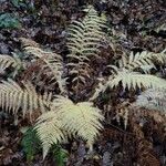 Athyrium filix-femina Habitus