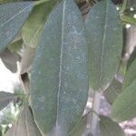 Pilocarpus pennatifolius Blad