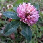 Trifolium pratense Floare