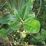 Calophyllum inophyllum Liść