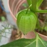 Physalis philadelphicaФрукт