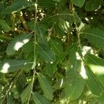 Salix cinerea পাতা