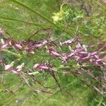 Himantoglossum adriaticum Flower