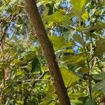 Solanum aculeastrum Corteza