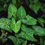 Syngonium podophyllum叶