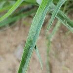 Plantago ovata Blad