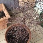 Corokia cotoneaster বাকল