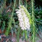 Melaleuca armillaris Blodyn