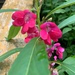 Impatiens balsamina Květ