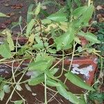 Ipomoea aquatica Leaf