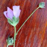 Althaea cannabina Blomst