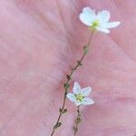 Sagina nodosa Flower