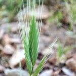 Brachypodium distachyon Fruct