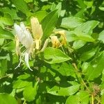 Lonicera japonicaBloem