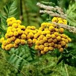Tanacetum vulgare Flower