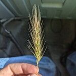 Hordeum secalinum Flower