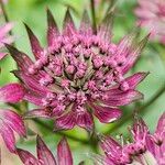 Astrantia major Cvet