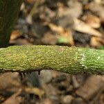 Strychnos aculeata Corteza