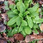 Dipsacus sativus Leaf