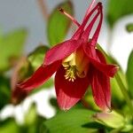 Aquilegia canadensis Flor