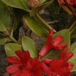 Rhododendron hellwigii Flower
