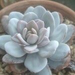 Echeveria laui叶