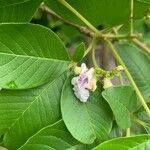 Vitex megapotamica Fiore