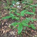 Cleoserrata serrata Yaprak