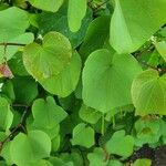 Cercis griffithii Leaf