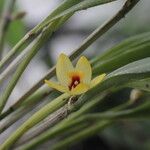 Octomeria grandiflora Bleunienn