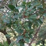 Quercus faginea Hoja