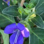 Barleria ventricosa Flower