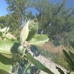 Asclepias speciosa Hoja