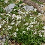 Arabis alpinaFlower