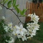 Solanum jasminoides Кветка