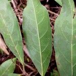 Heteropterys laurifolia Leaf