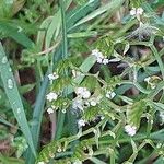 Valeriana dentata फूल