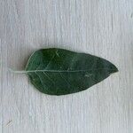 Elaeagnus angustifolia 葉