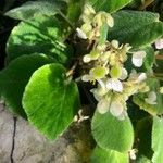 Begonia fernandoi-costae