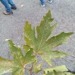 Platanus orientalisBlad