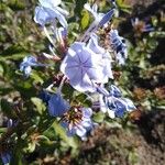 Plumbago auriculata花