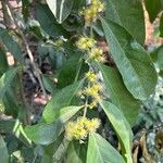 Suregada multiflora Flor