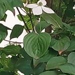 Cornus kousa Blüte