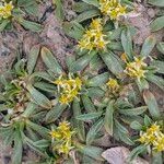 Azorella monantha Habit