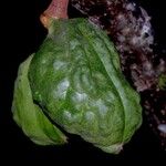 Cola acuminata Лист