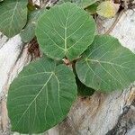 Ficus vasta Leaf